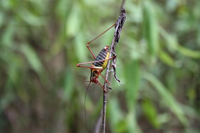 Barbitistes serricauda ???